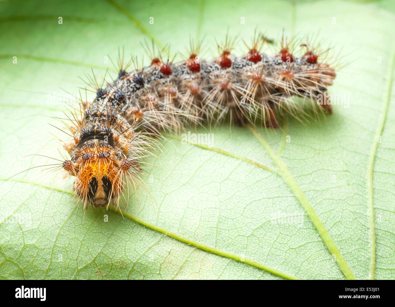 Lymantria dispar dispar , spongieuse, spongieuse européenne, et la spongieuse nord-américaine, Caterpillar Banque D'Images