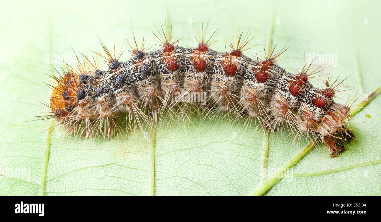 Lymantria dispar dispar , spongieuse, spongieuse européenne, et la spongieuse nord-américaine, Caterpillar Banque D'Images