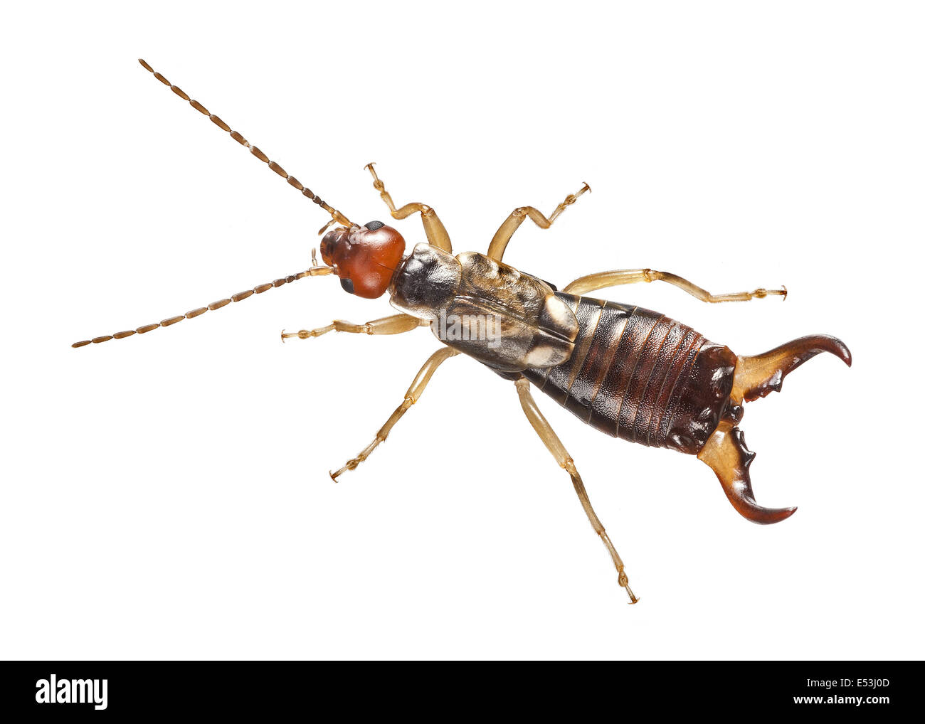 Earwig (vue de dessus, dorsale, Forficula auricularia, dentelle fond blanc Banque D'Images