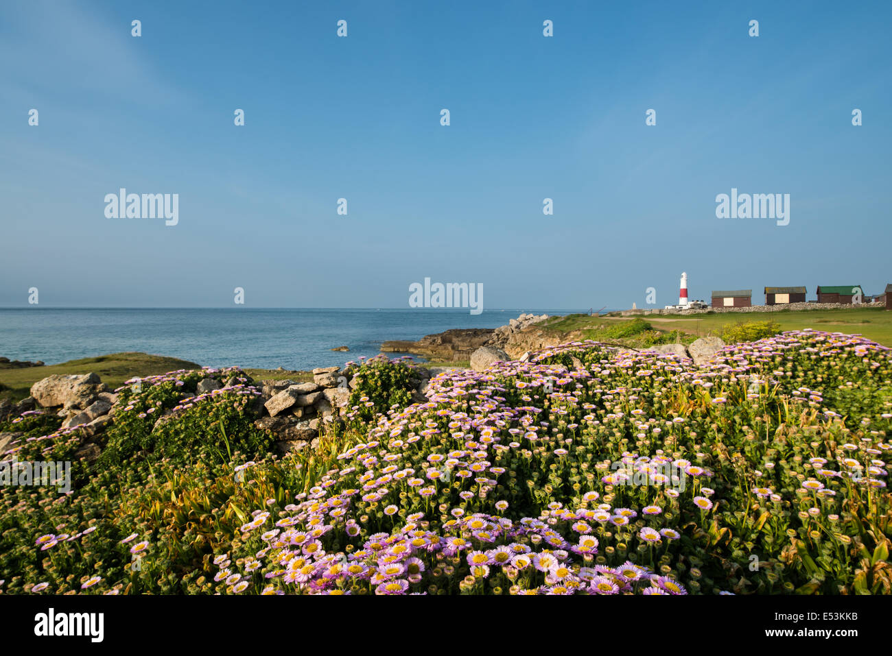 Tapis de Sea Thrift à Portland Bill Banque D'Images