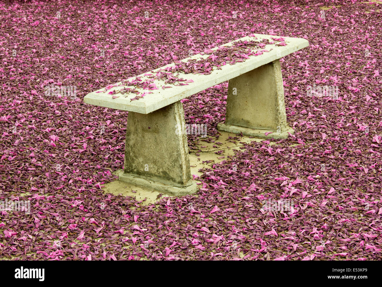 Banc de parc à l'automne saison pleine de fleurs roses Banque D'Images