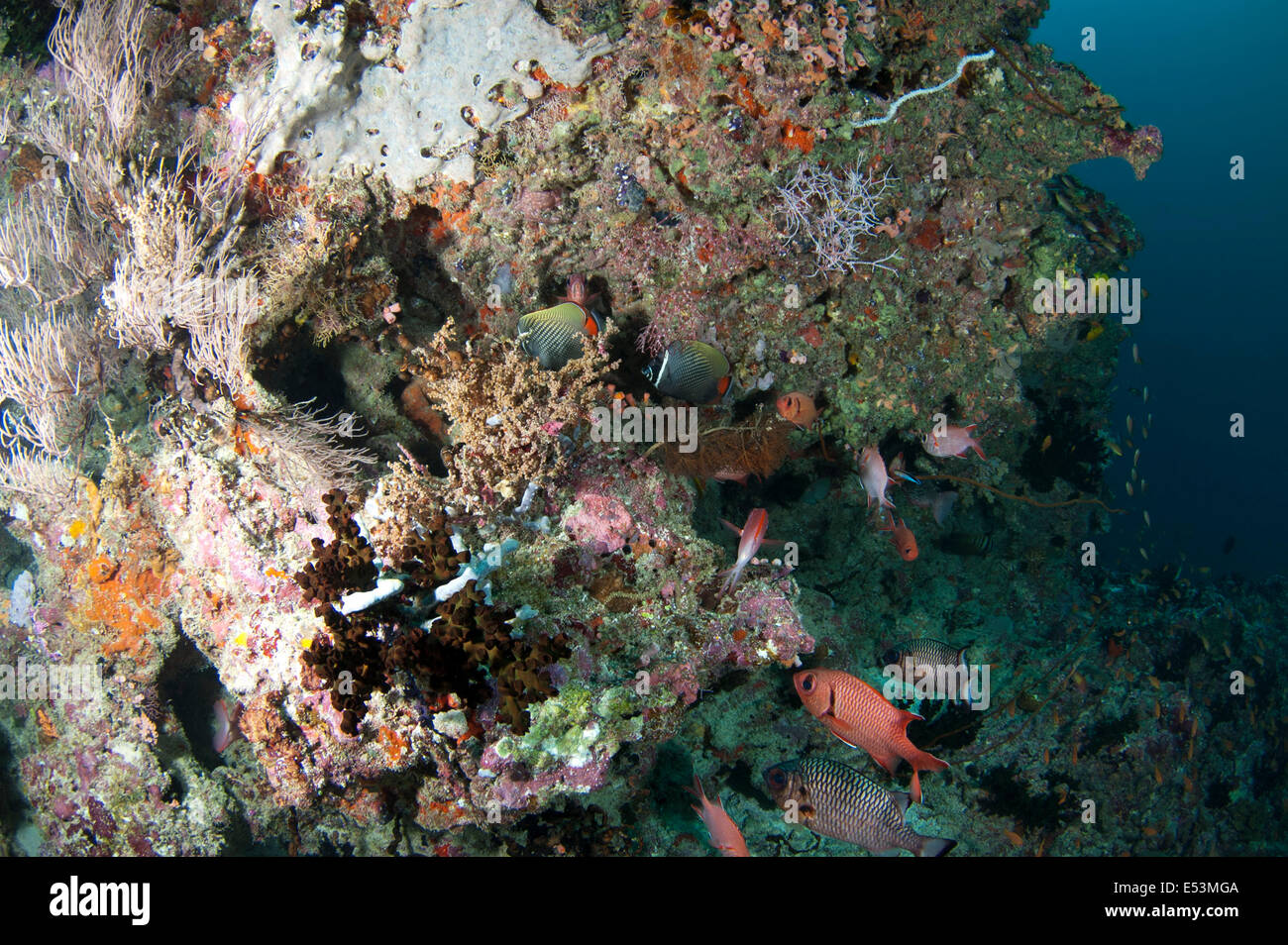 Les récifs coralliens dans Guraidhoo kandu aux Maldives Banque D'Images