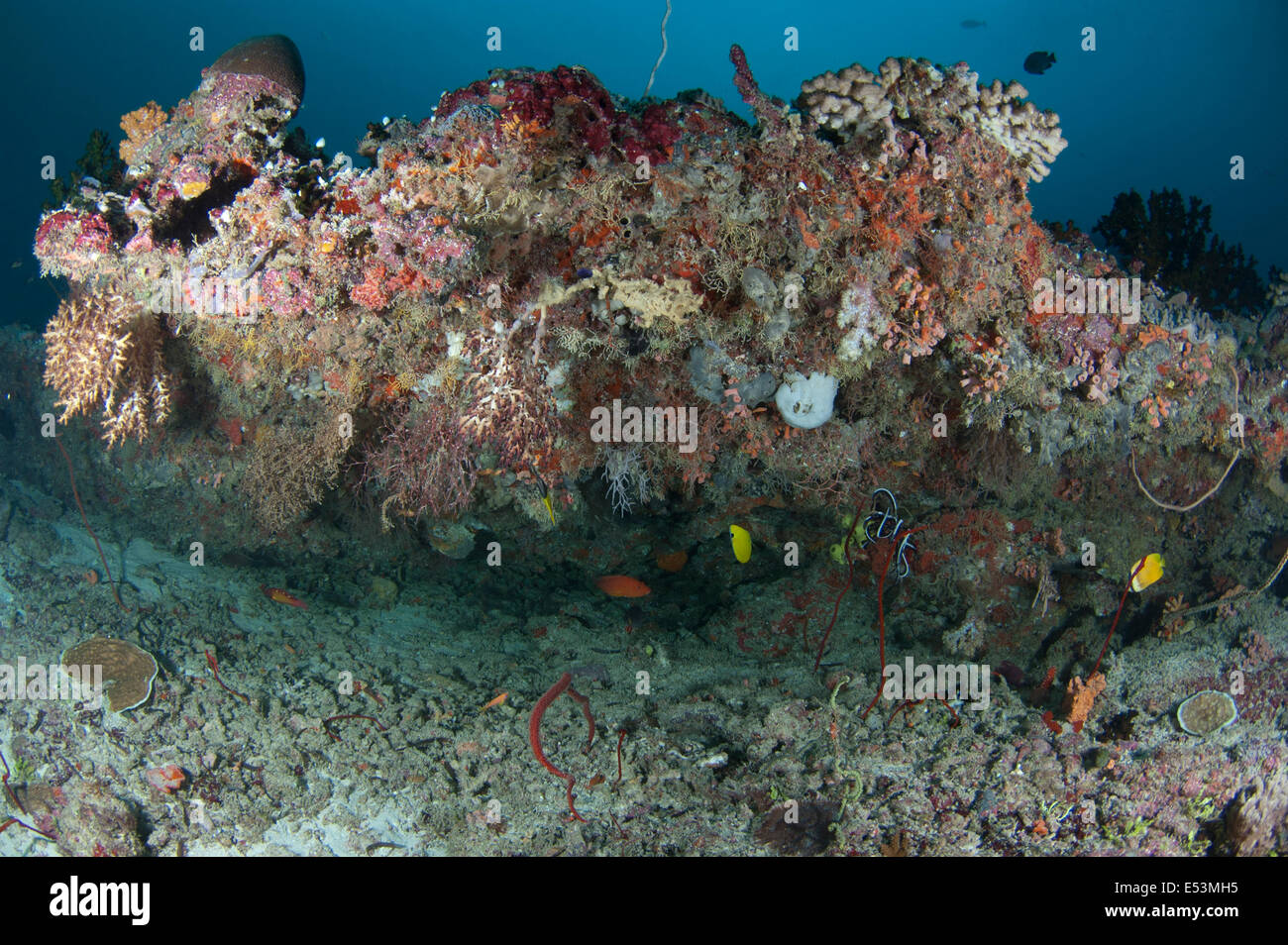 Les coraux mous multicolores de Guraidhoo channel aux Maldives Banque D'Images