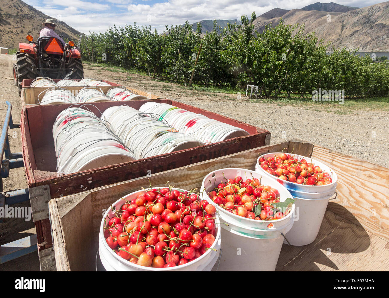 Ruby Orondo fraîchement cueillis dans des seaux de cerises chez G&C de fermes à l'extérieur de Wenatchee, WASHINGTON, États-Unis. Banque D'Images