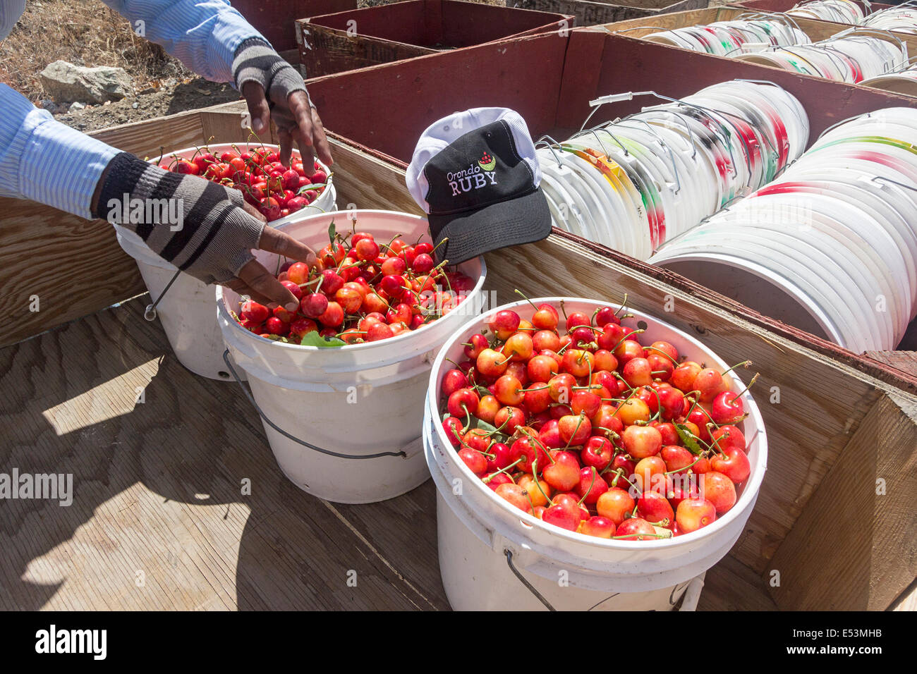 Ruby Orondo fraîchement cueillis dans des seaux de cerises chez G&C de fermes à l'extérieur de Wenatchee, WASHINGTON, États-Unis. Banque D'Images