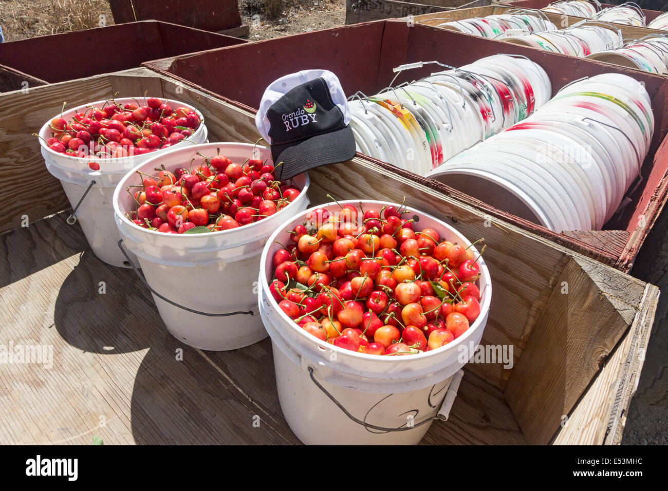 Ruby Orondo fraîchement cueillis dans des seaux de cerises chez G&C de fermes à l'extérieur de Wenatchee, WASHINGTON, États-Unis. Banque D'Images