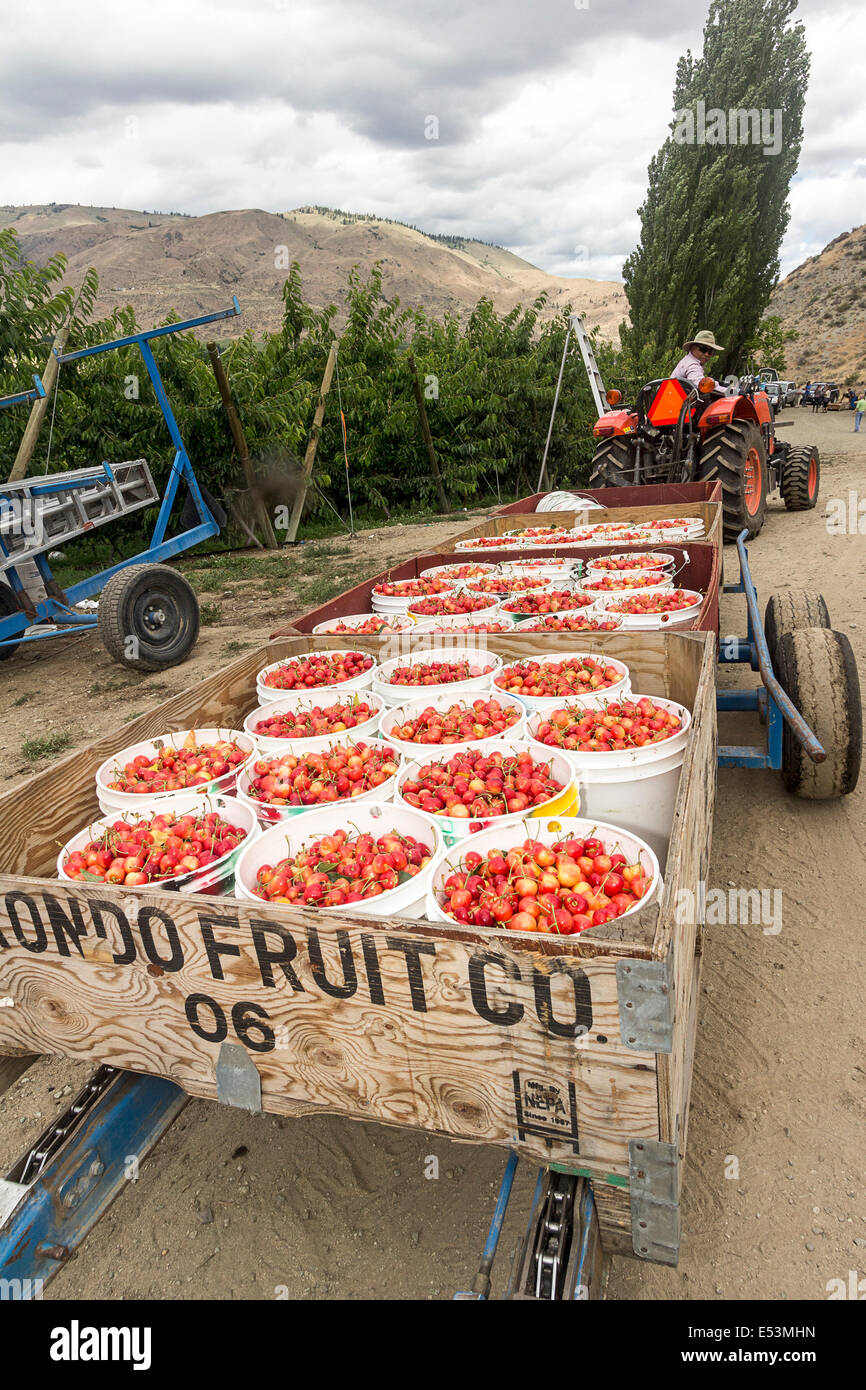 Ruby Orondo fraîchement cueillis dans des seaux de cerises chez G&C de fermes à l'extérieur de Wenatchee, WASHINGTON, États-Unis. Banque D'Images