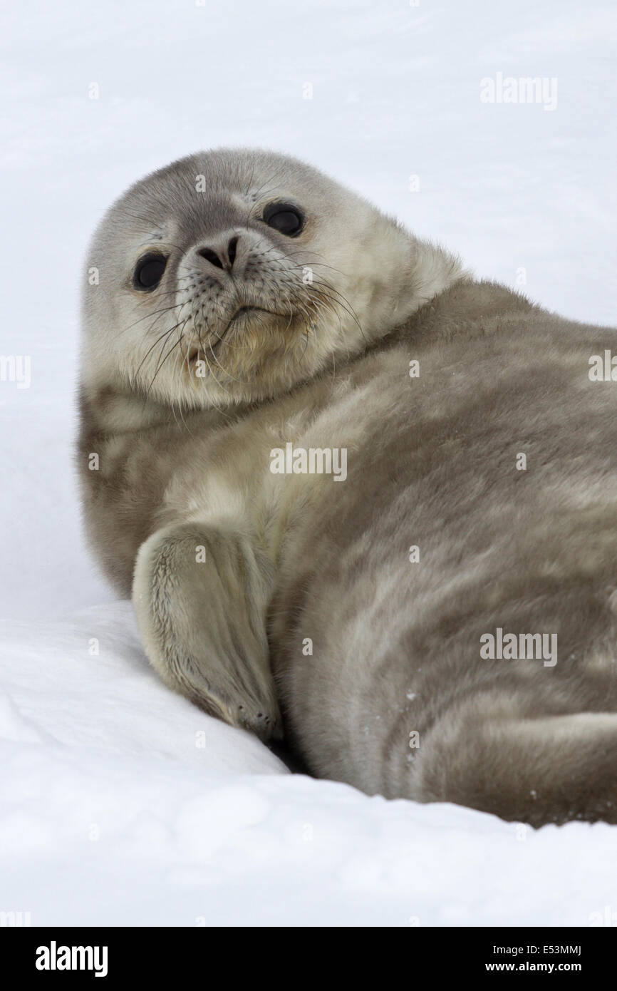 Bebe Phoque De Weddell Qui Se Trouve Sur La Neige Leva La Tete En Haut Photo Stock Alamy
