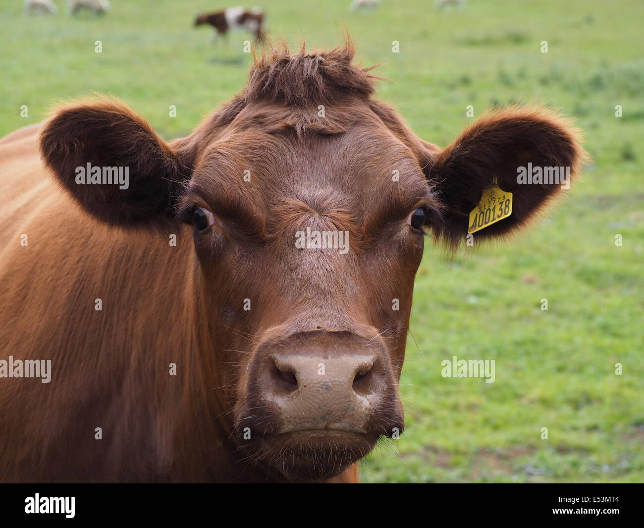You cow lick hair style magnificent phrase Cow lick hair style for that