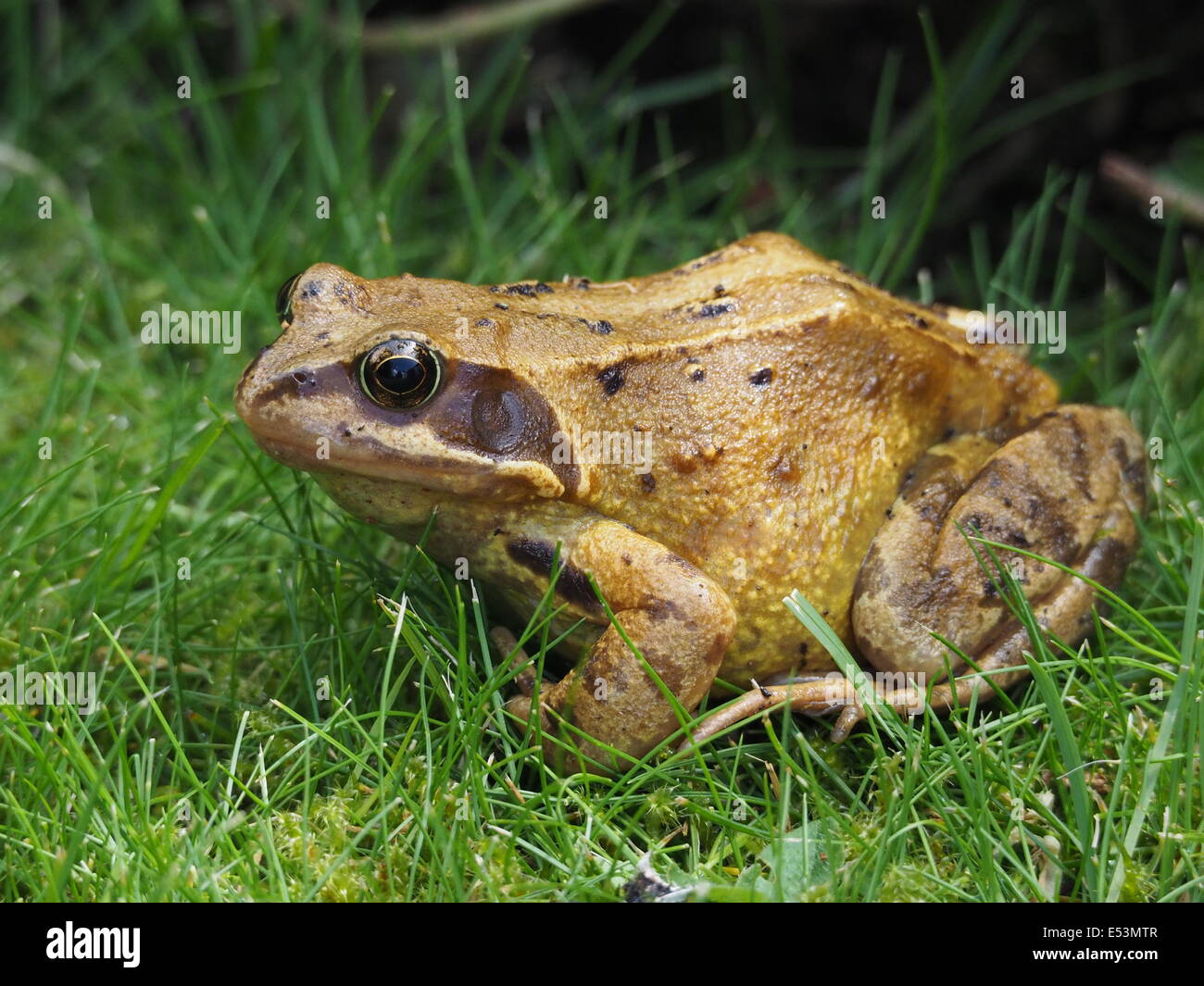 Européens matures grenouille rousse (Rana temporaria) assis dans l'herbe humide Banque D'Images