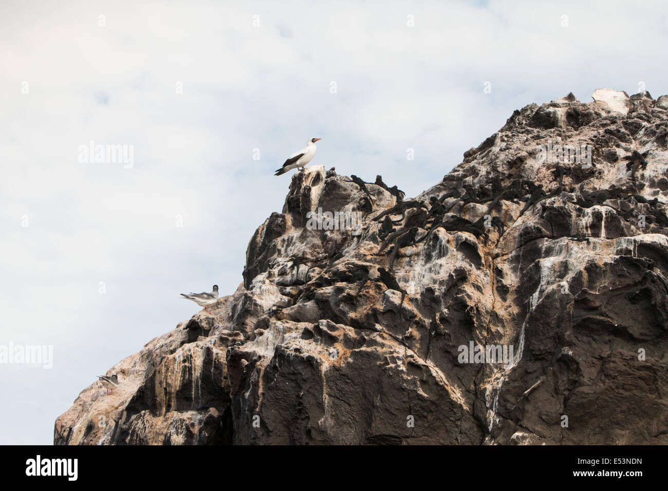 Nazca Boobies des îles Galápagos. Banque D'Images