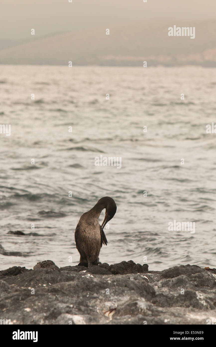 Cormoran aptère sur la rive à Îles Galápagos Banque D'Images