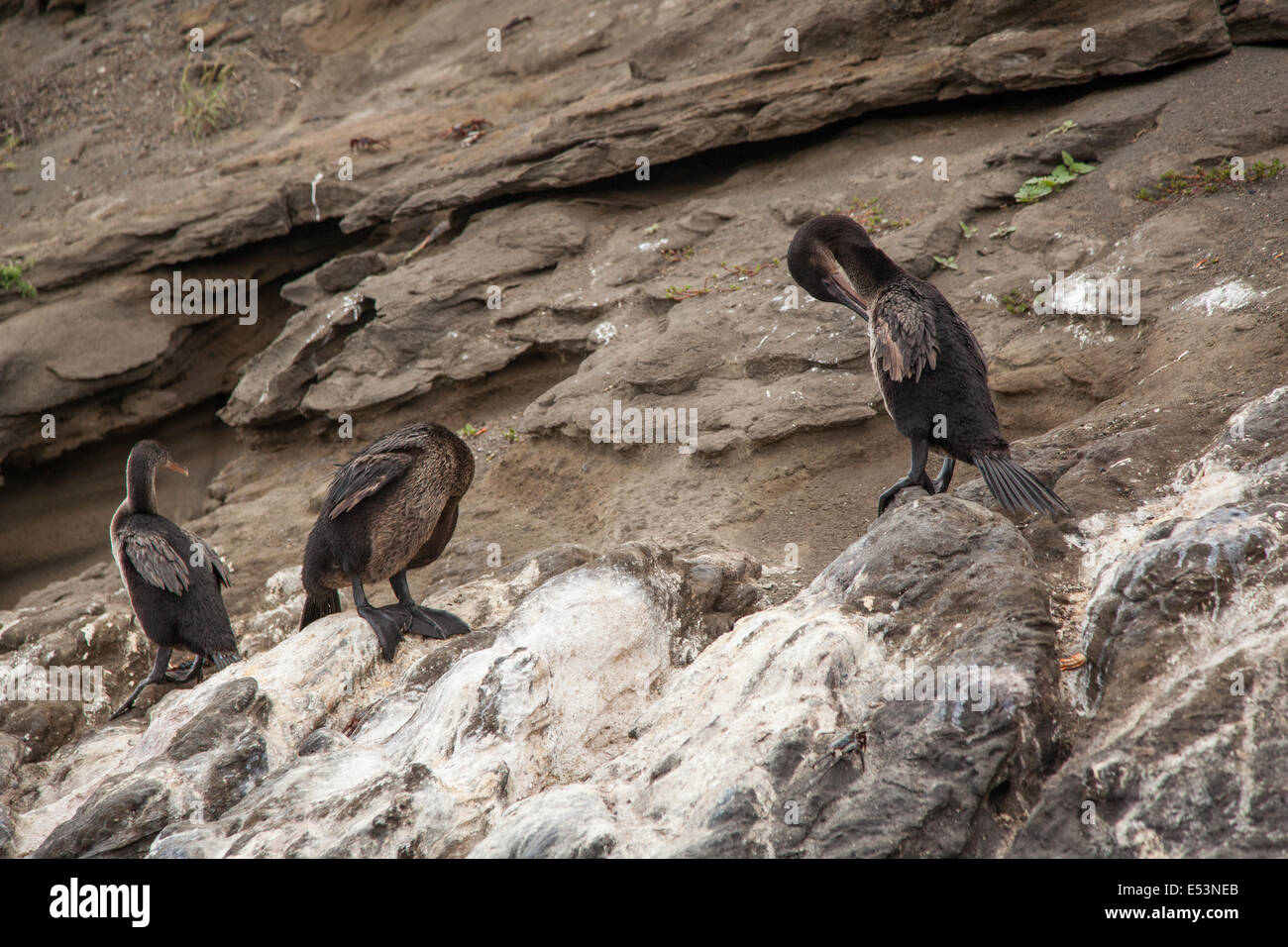 Des cormorans aptères sur la rive à Îles Galápagos Banque D'Images