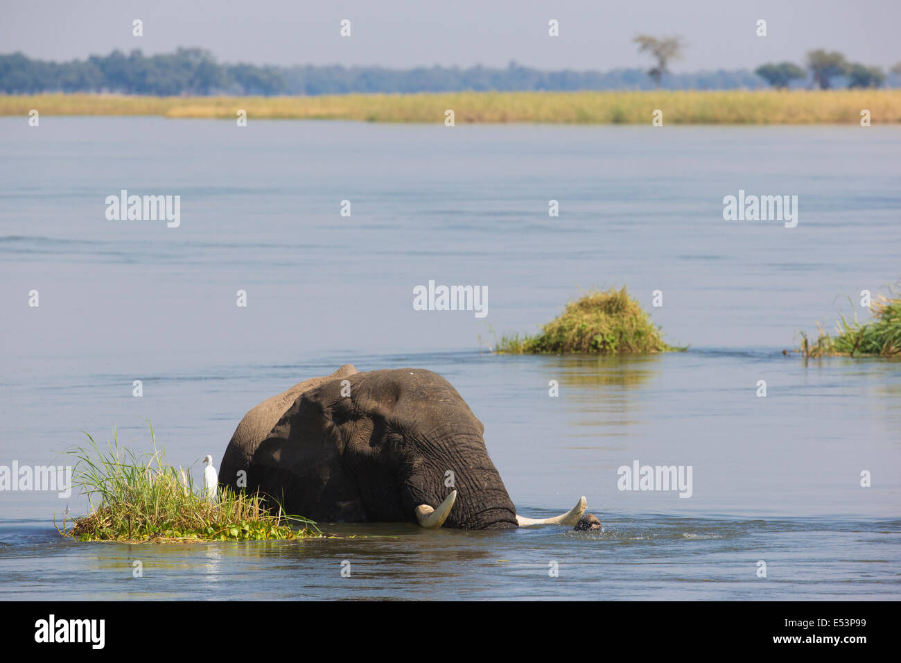 African Elephant bull pulvériser de l'eau à coffre Banque D'Images