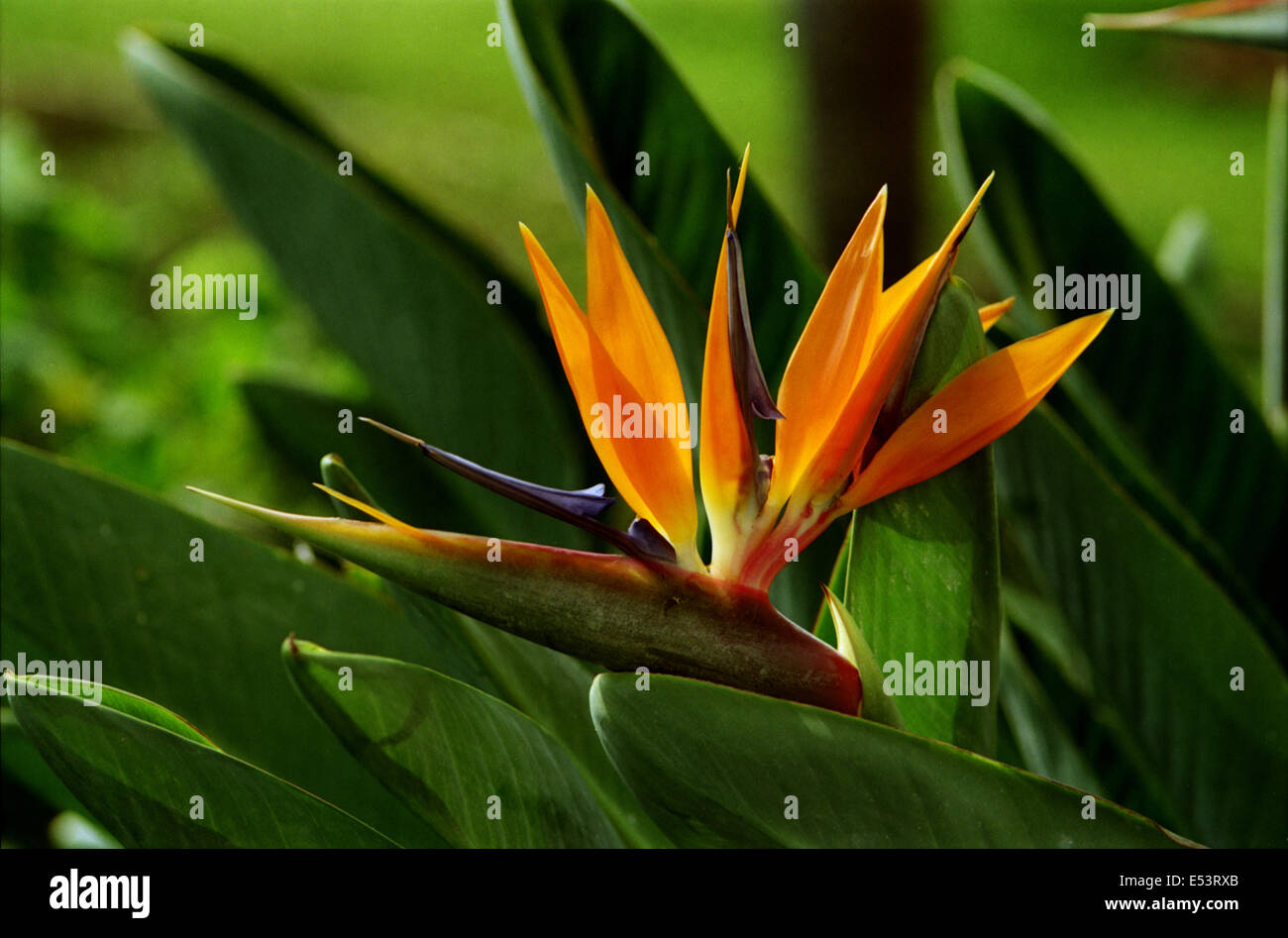 Oiseau de paradis Hawaïen fleur encadrée de feuilles vertes. Banque D'Images