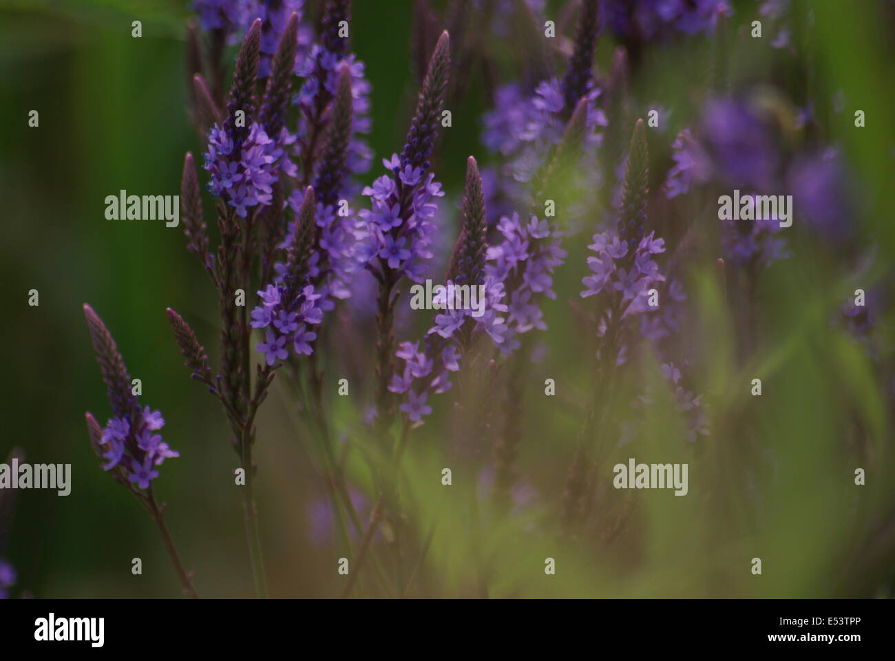 Macro shot of purple flowers Banque D'Images