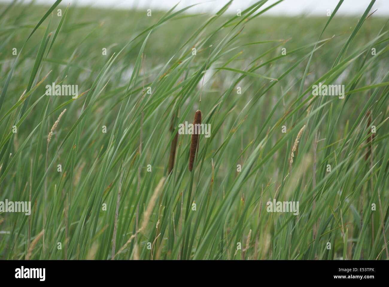 Plantes quenouilles avec les coupelles de semences poussant le long d'un étang Banque D'Images