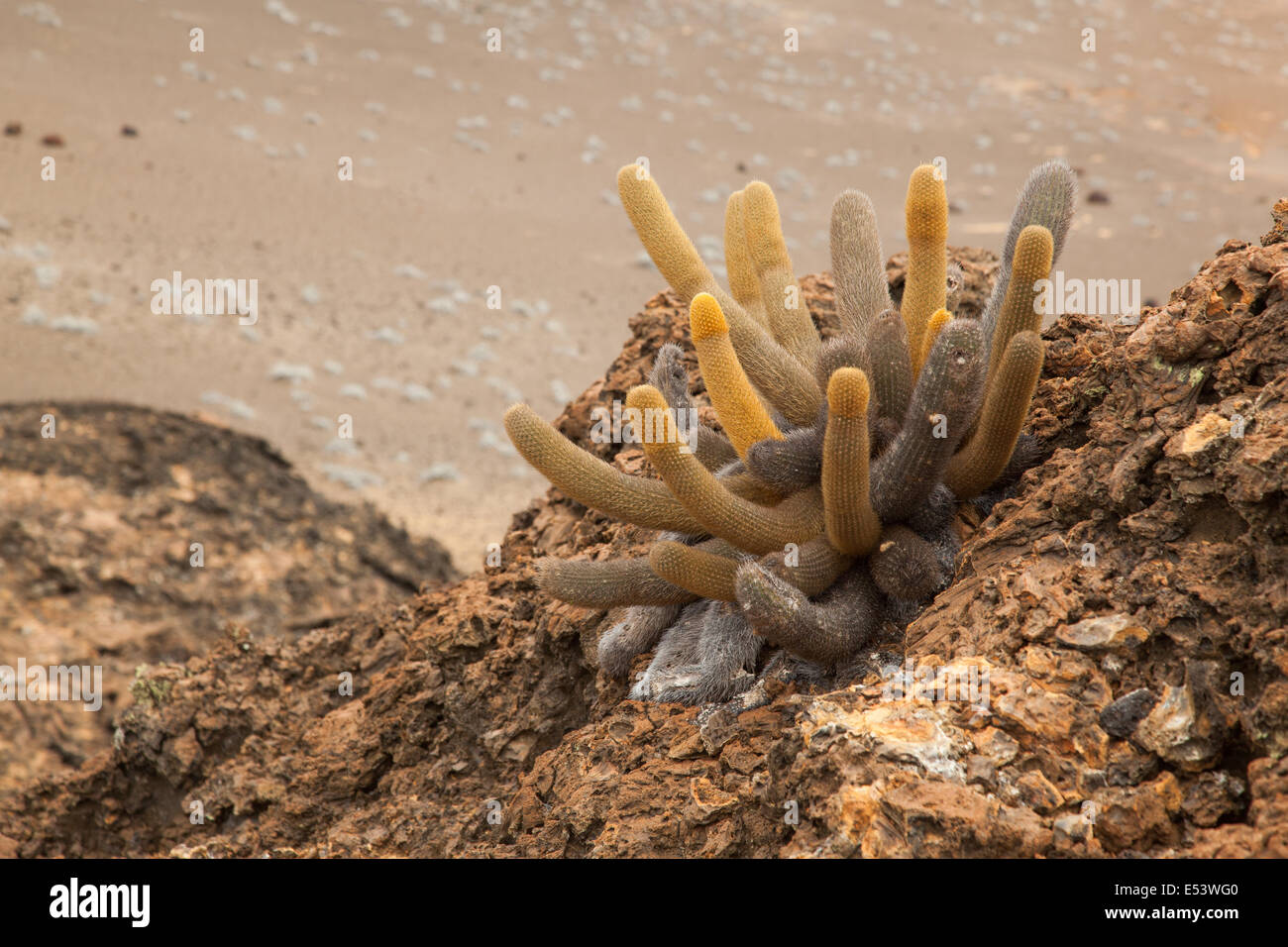Cactus de lave Banque D'Images