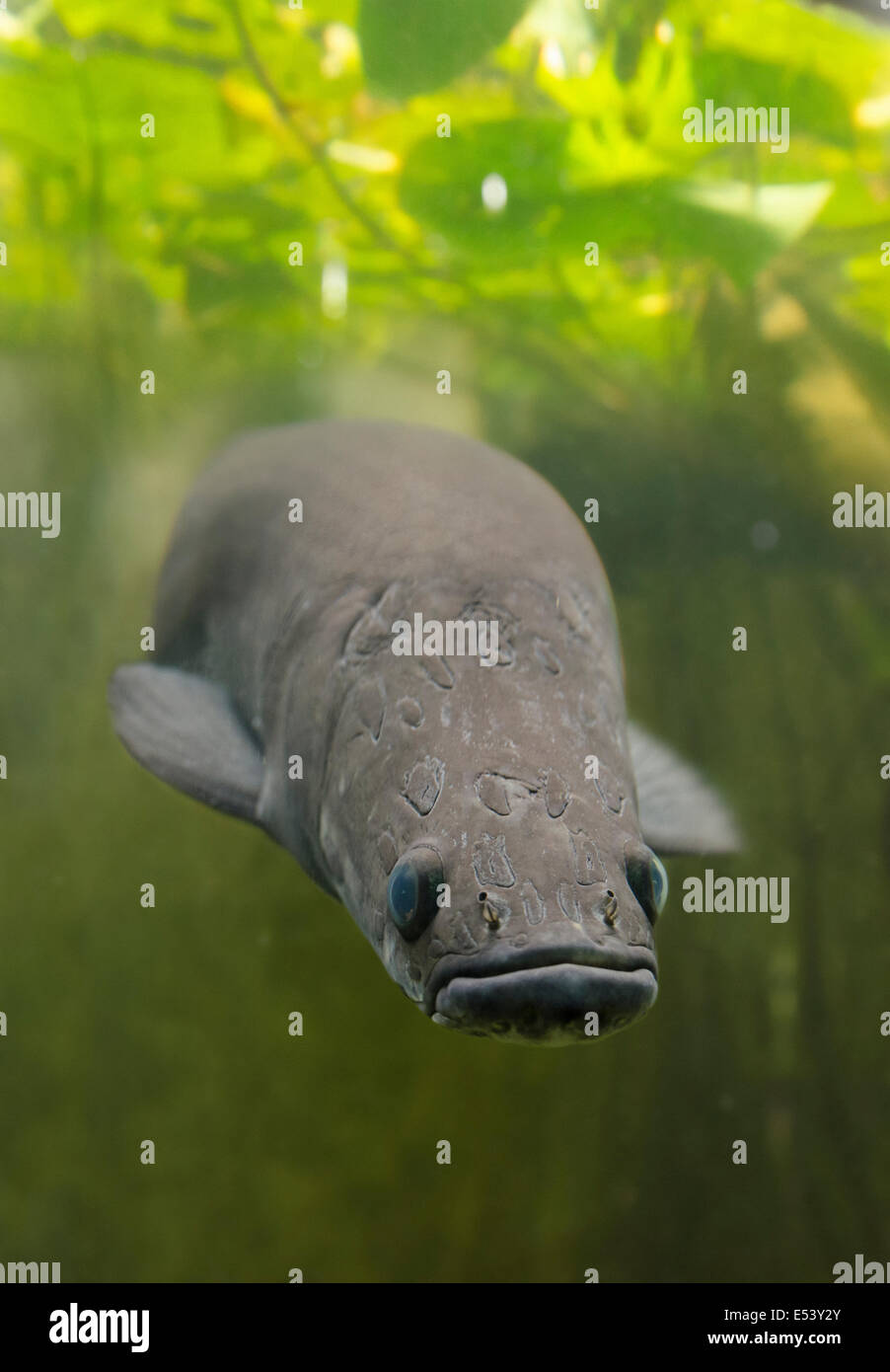 PAICHE ARAPAIMA, ou pirarucu Arapaima gigas Banque D'Images PAICHE ARAPAIMA, ou pirarucu Arapaima gigas Banque D'Images