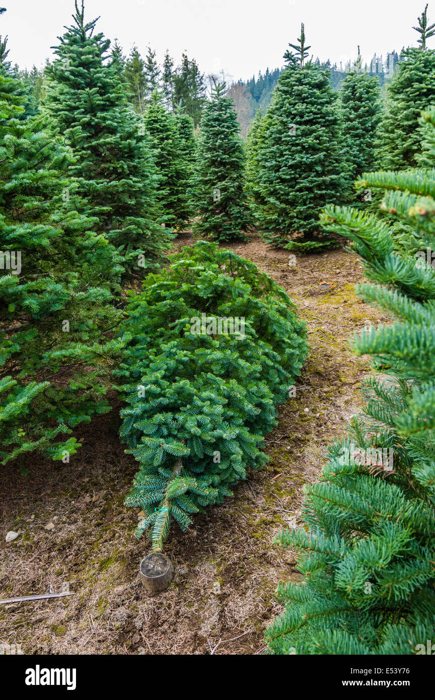 Couper un arbre de Noël et prêt à passer à une exploitation forestière Banque D'Images