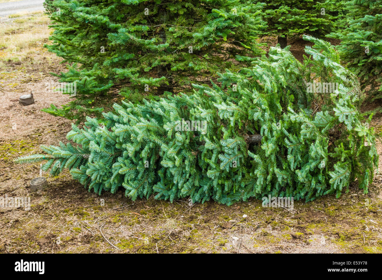 Couper un arbre pour Noël d'une pépinière Banque D'Images