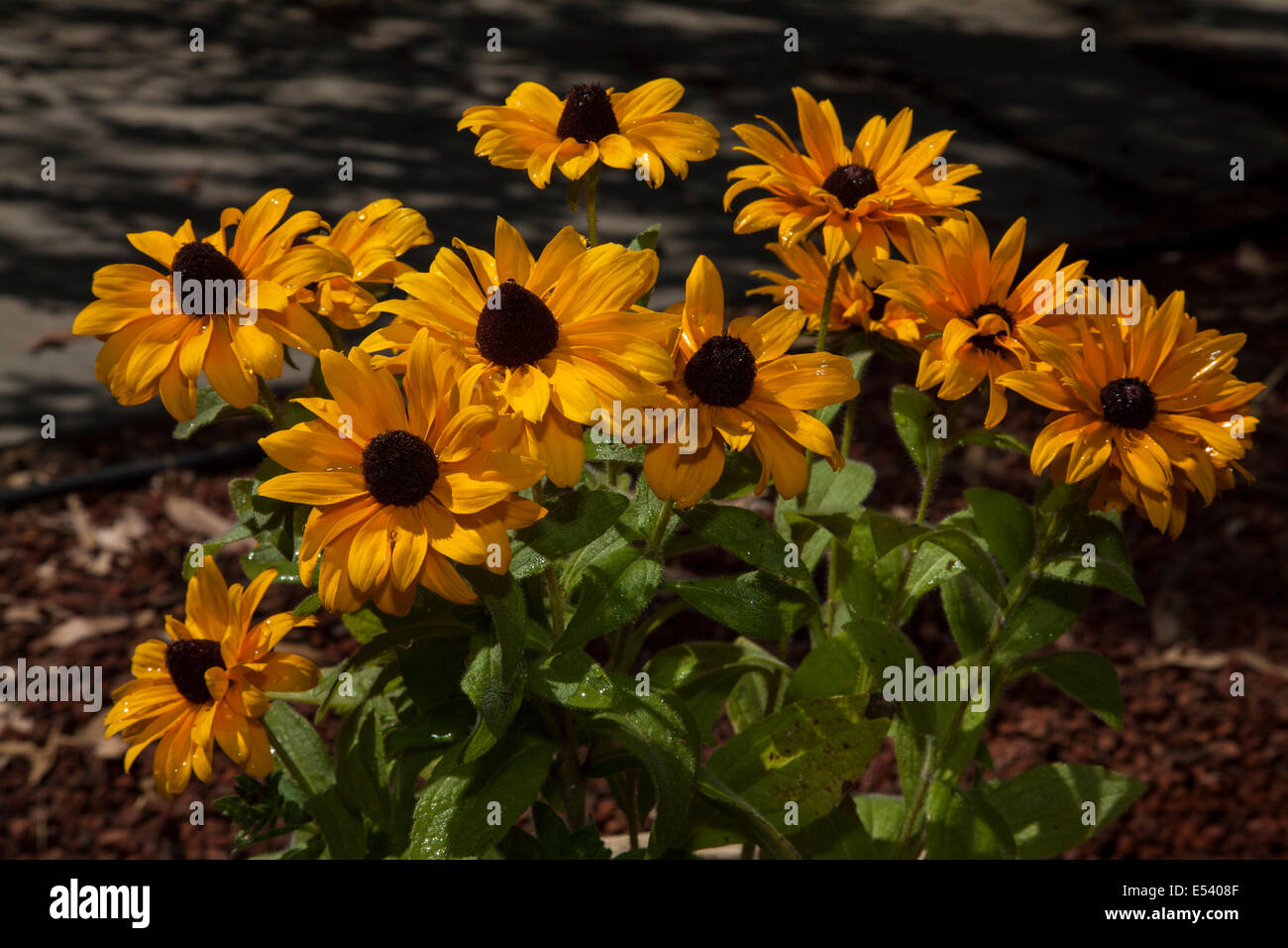 Daisy africains Symphonie Orange Osteospermum affiche l'orange vif de type marguerite qui fleurissent du printemps à l'automne Banque D'Images