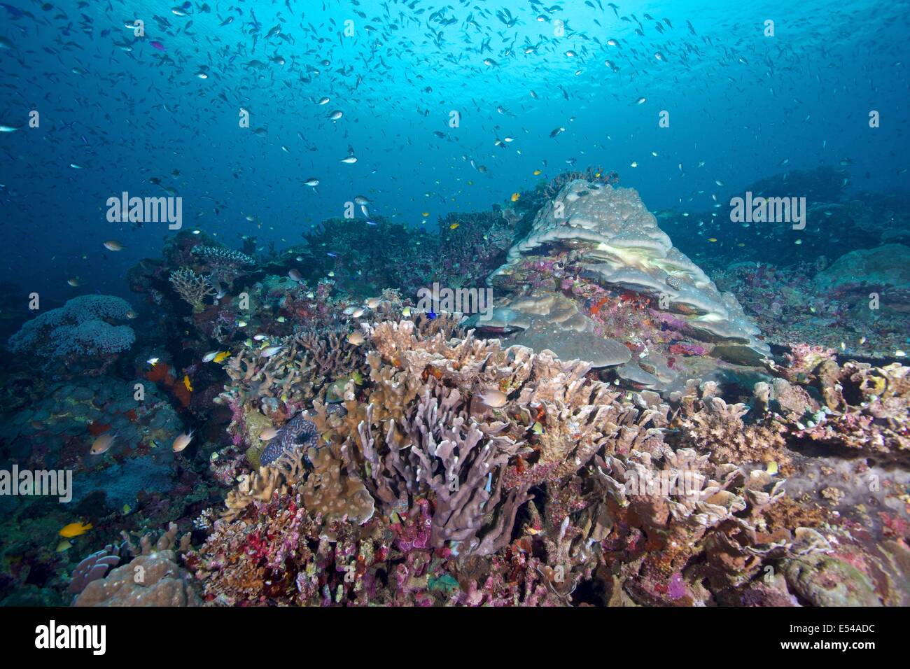 Des formations de corail dur à Napantao sanctuaire dans le sud de Leyte, Philippines Banque D'Images