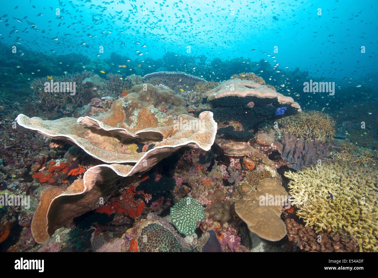 Des formations de corail dur et anemone à Napantao sanctuaire dans le sud de Leyte, Philippines Banque D'Images