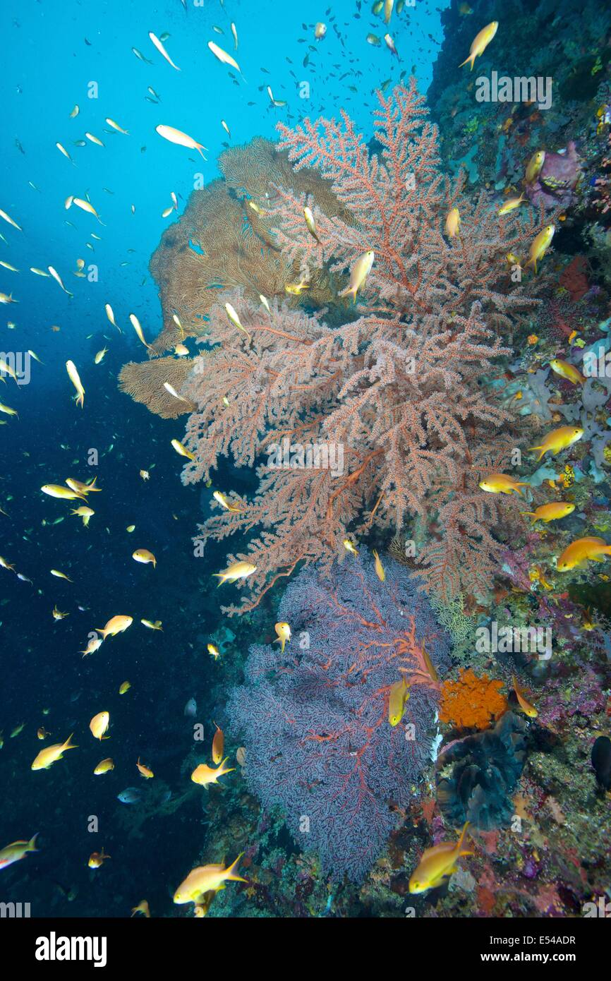 Fans de la mer et poissons de récif à Napantao sanctuaire dans le sud de Leyte, Philippines Banque D'Images