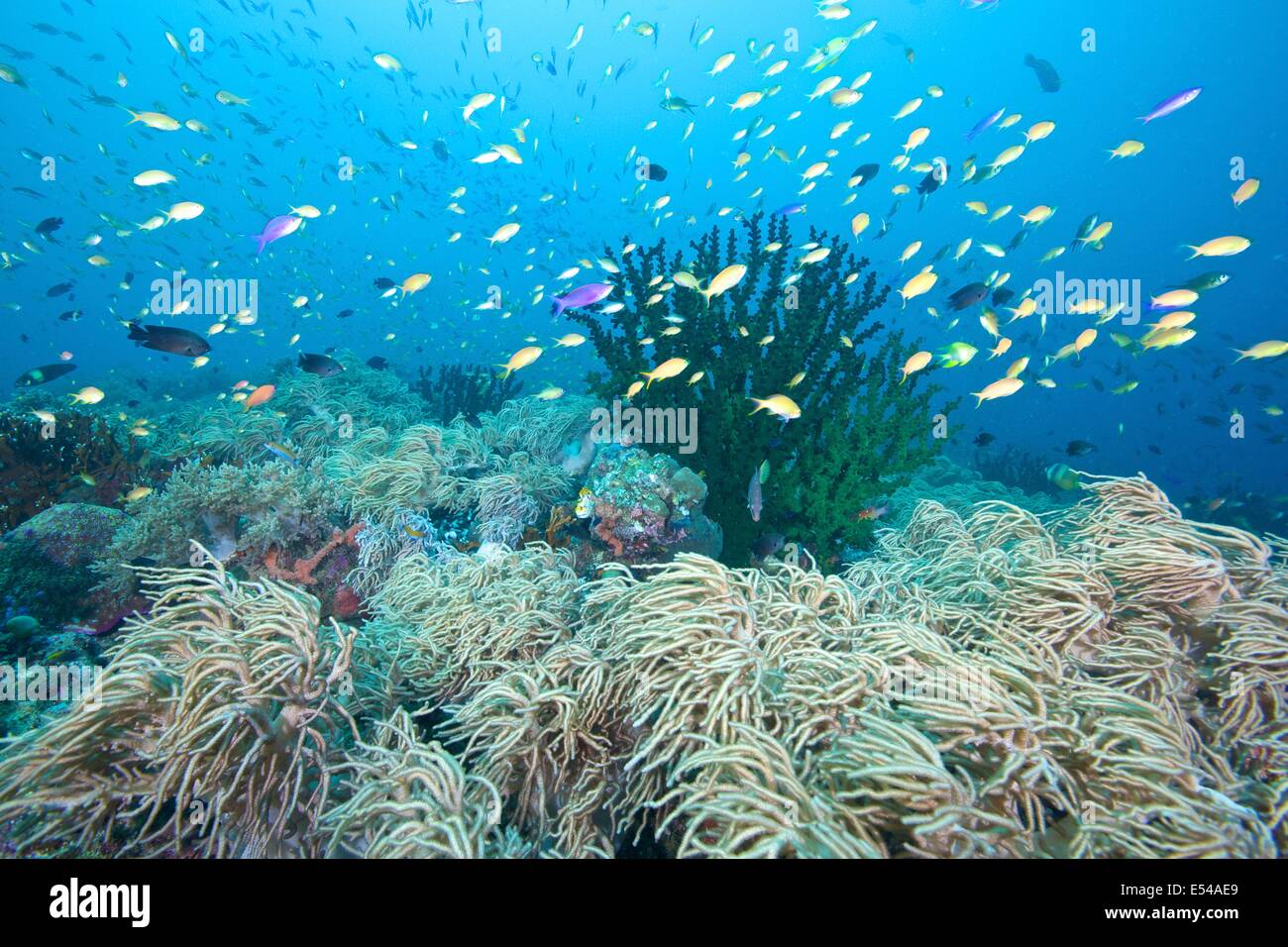 Les jardins de coraux et poissons de récif à Napantao sanctuaire dans le sud de Leyte, Philippines Banque D'Images