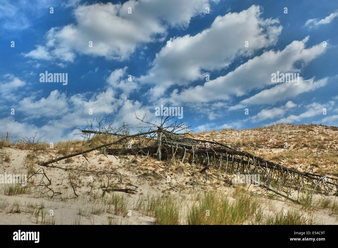 Leba, Pologne. 20, juillet 2014. Déménagement dunes de sable dans le Parc National de Slowinski entre Leba et Gdansk au nord de la Pologne à la côte de la mer Baltique. Comme les vagues et le vent transportent le sable des dunes intérieures déplacer lentement, à une vitesse de 3 à 10 mètres par an. Certaines dunes sont très élevés - jusqu'à 30 mètres. Le déplacement des dunes sont considérés comme une curiosité de la nature à l'échelle européenne. Credit : Michal Fludra/Alamy Live News Banque D'Images