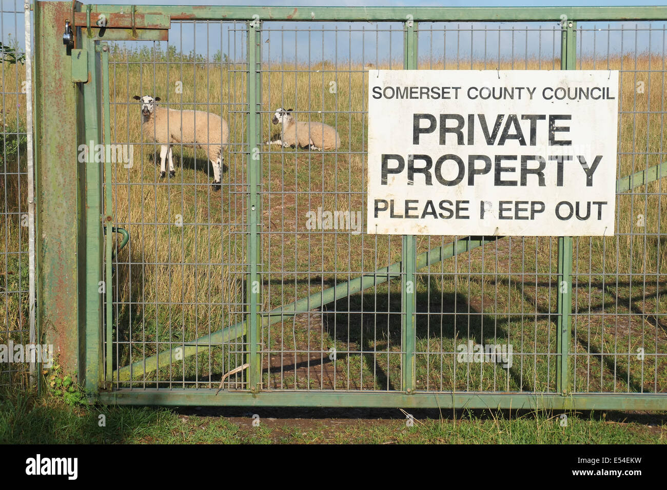 Moutons sur la propriété privée appartenant à Somerset County Council, le 20 juillet 2014 Banque D'Images