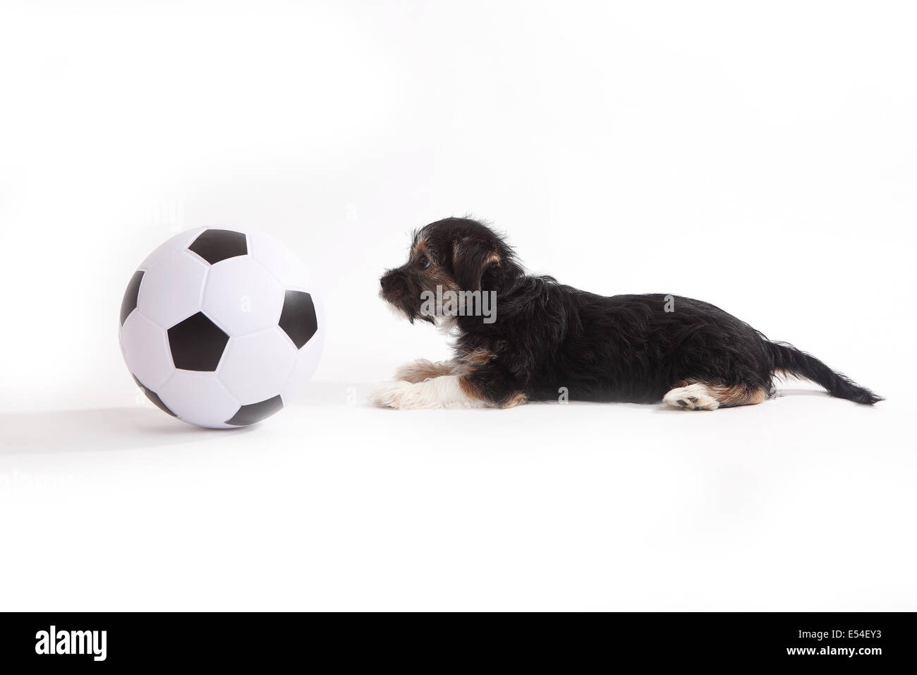 Chiot avec football in front of white background Banque D'Images