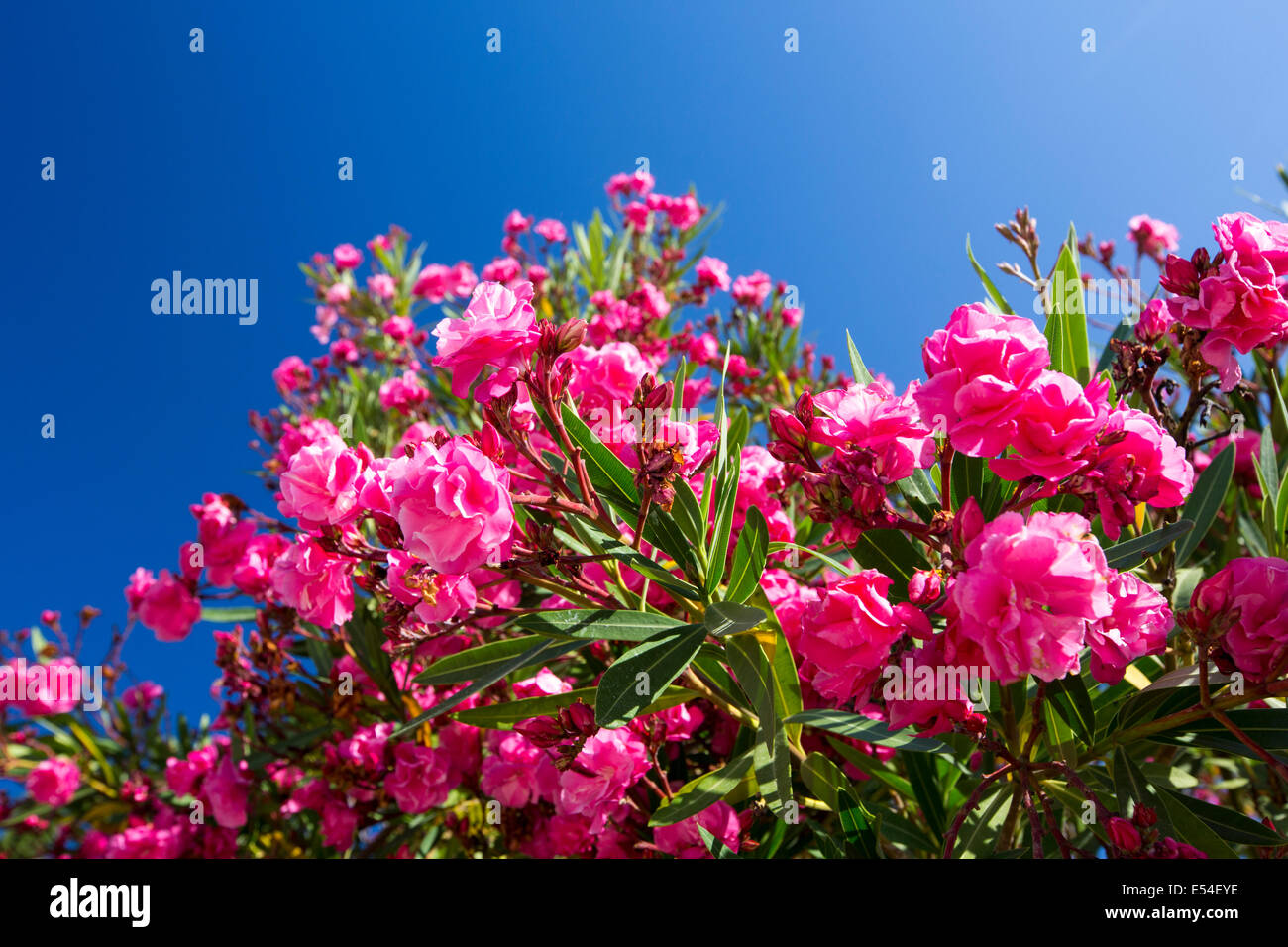 Un arbuste à fleurs rose à Sivota, Grèce. Banque D'Images