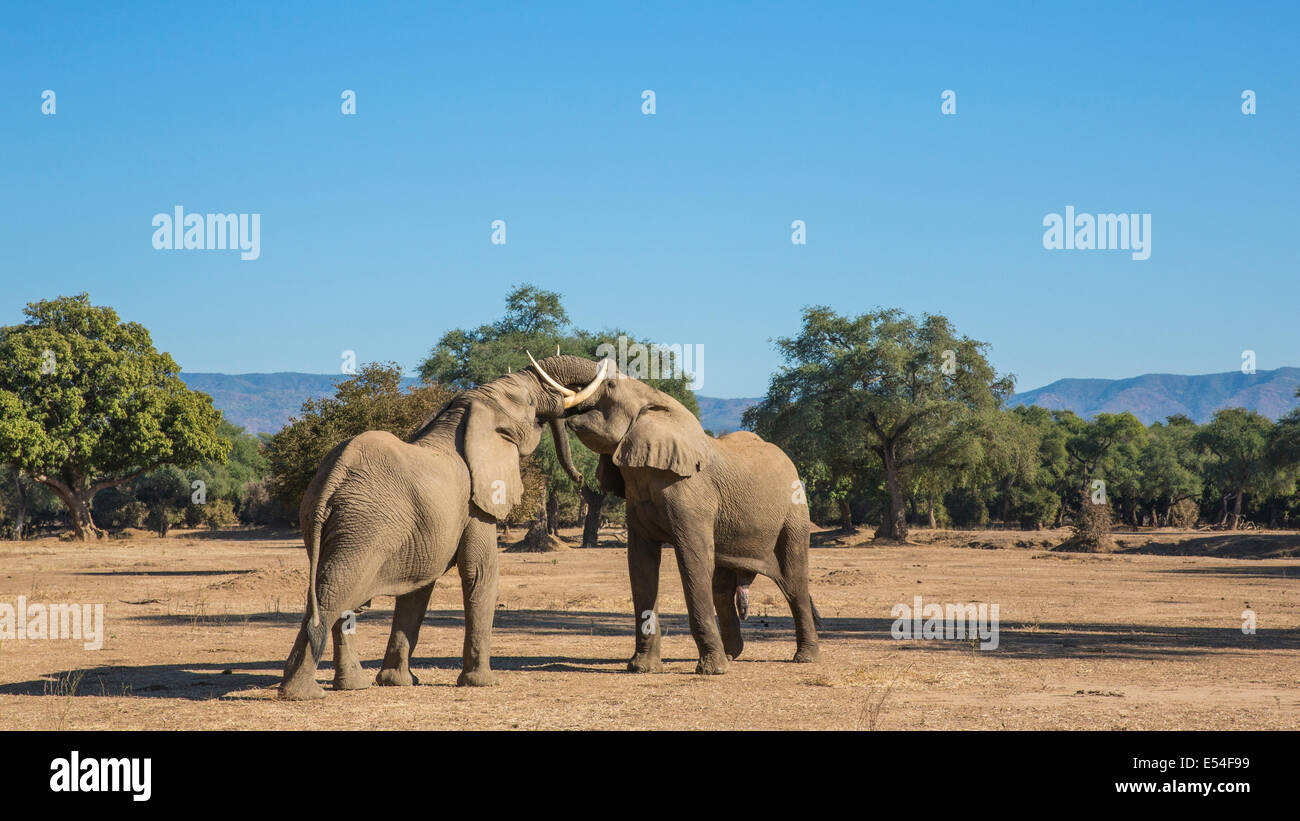 Deux taureaux d'éléphants d'Afrique de lutte contre jouer Banque D'Images