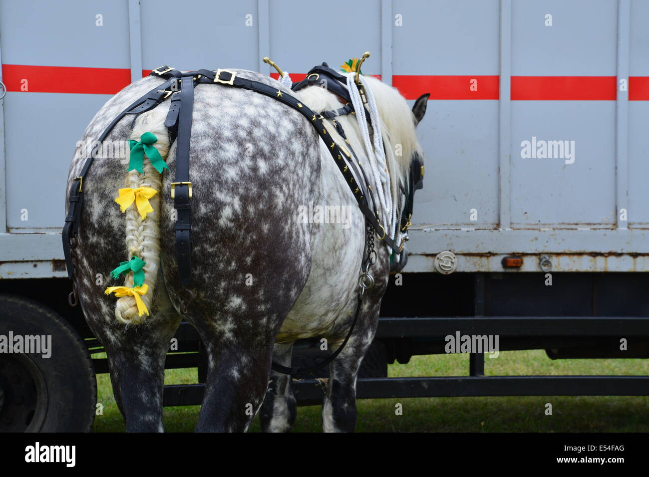 Cheval lourd avec tack et rubans dans la queue Banque D'Images