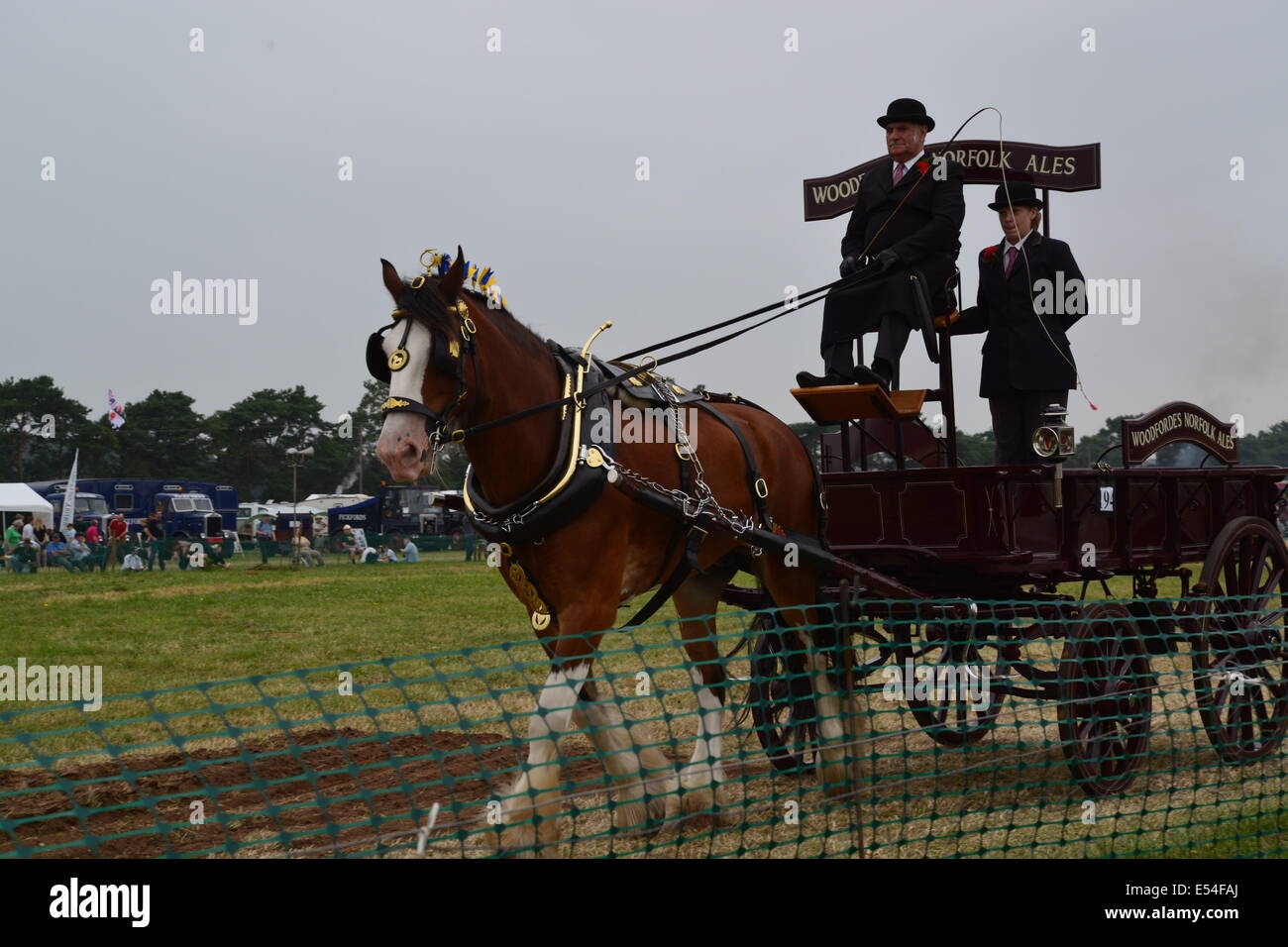 Cheval lourd à Weeting UK Suffolk Banque D'Images