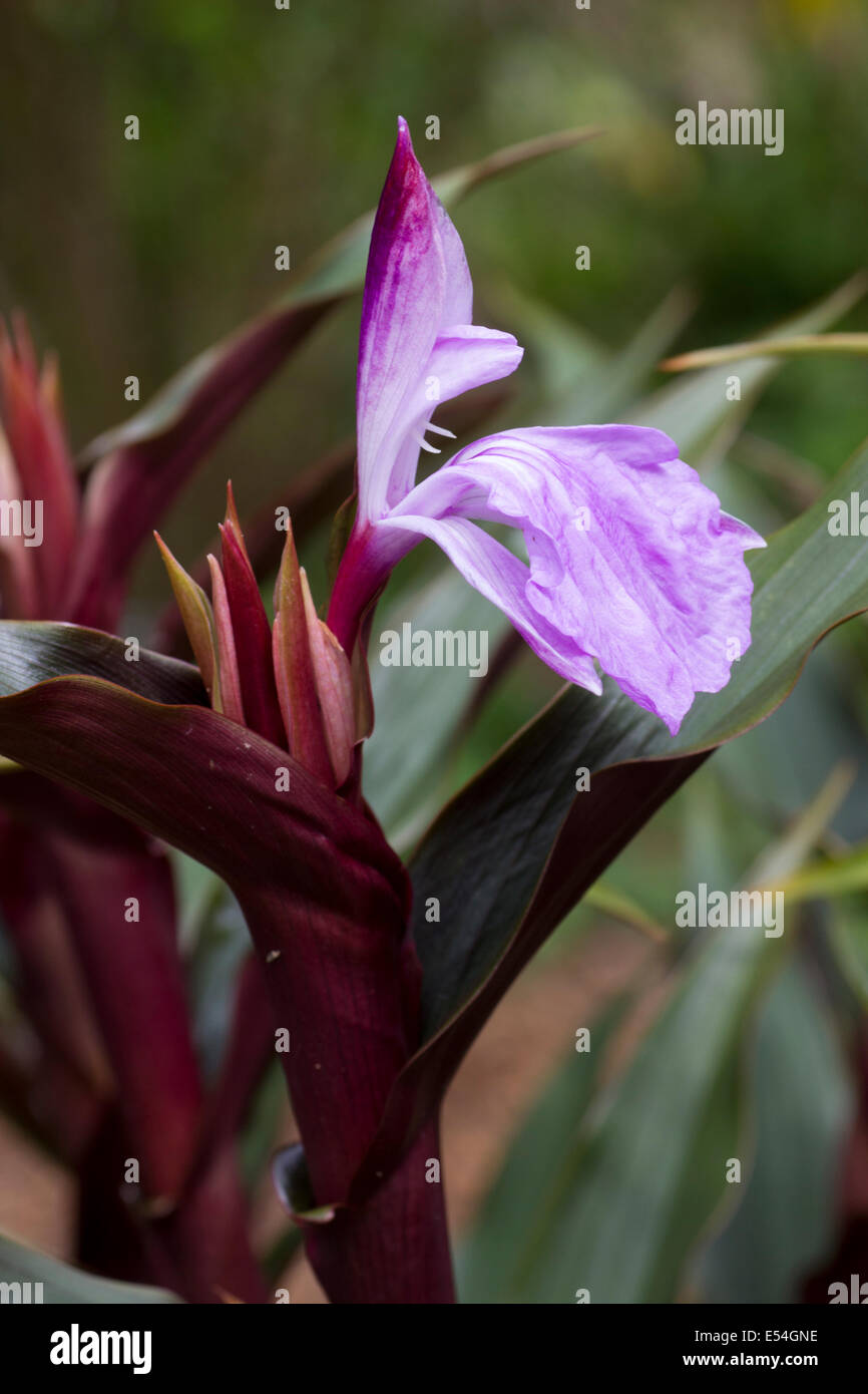 Orchid comme fleur et feuillage rouge brun de Roscoea purpurea 'Brown Peacock' Banque D'Images