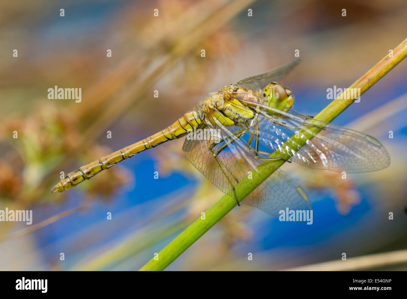 Les femelles de la libellule Sympetrum striolatum, dard Banque D'Images