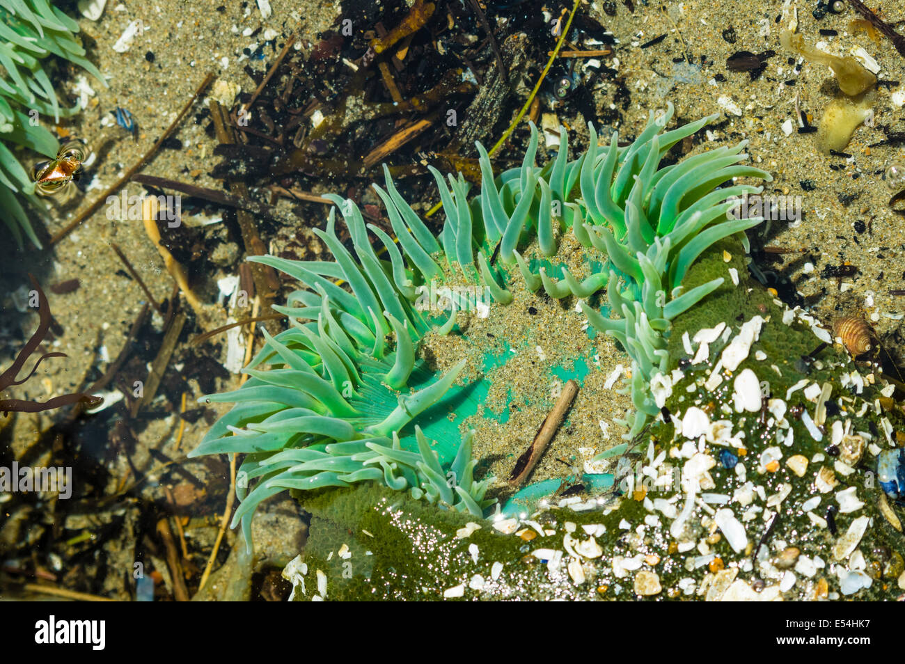Les anémones de mer verte attachée à des rochers dans une zone intertidale Banque D'Images