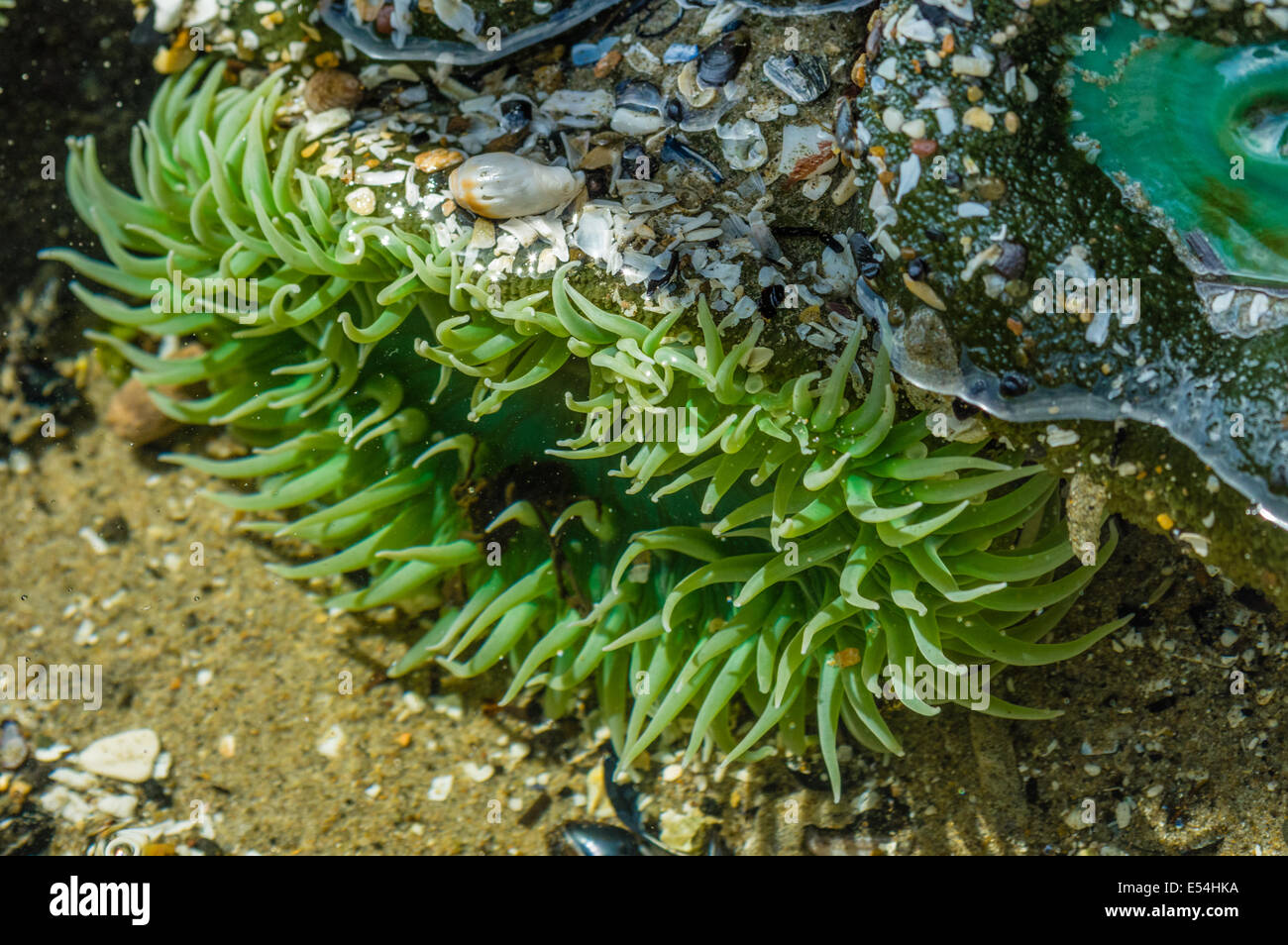 Les anémones de mer verte attachée à des rochers dans une zone intertidale Banque D'Images