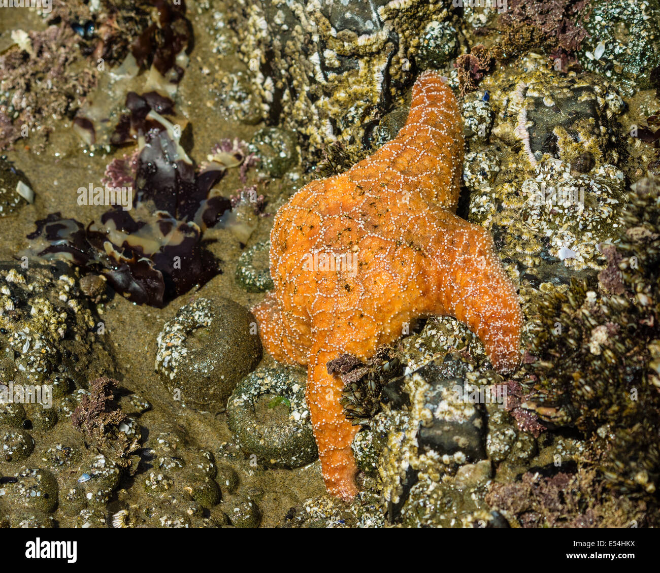 Starfish accroché aux rochers dans une zone intertidale Banque D'Images