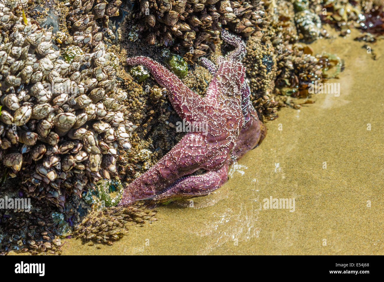 Starfish accroché aux rochers dans une zone intertidale Banque D'Images