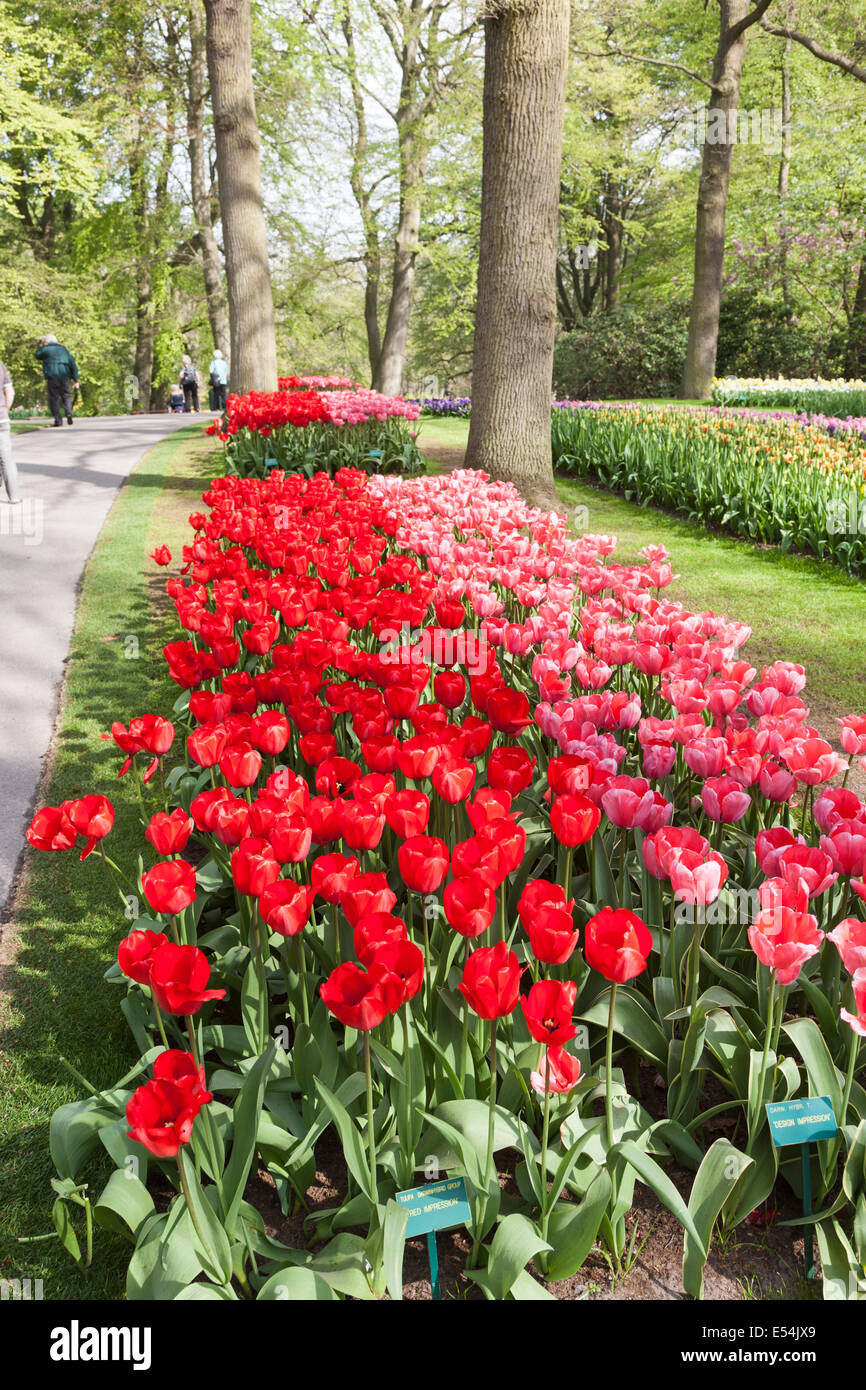 Suppression des tulipes, impression rouge 'rouge' et 'Design rose Impression', dans les jardins de Keukenhof, lisse, la Hollande au printemps Banque D'Images