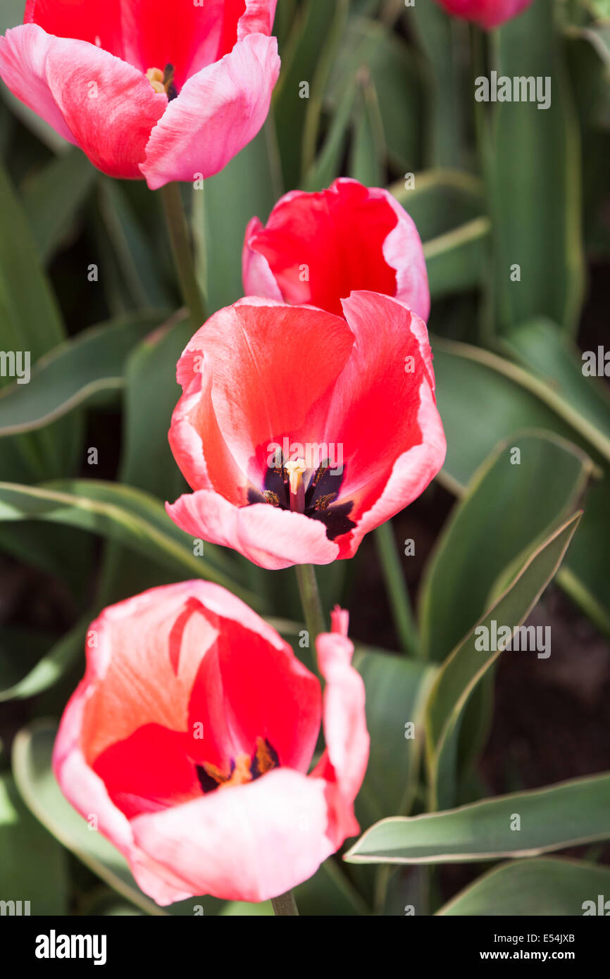 D'un rouge pourpre à tulipe rose Impression 'Design' dans les jardins de Keukenhof, lisse, la Hollande au printemps Banque D'Images