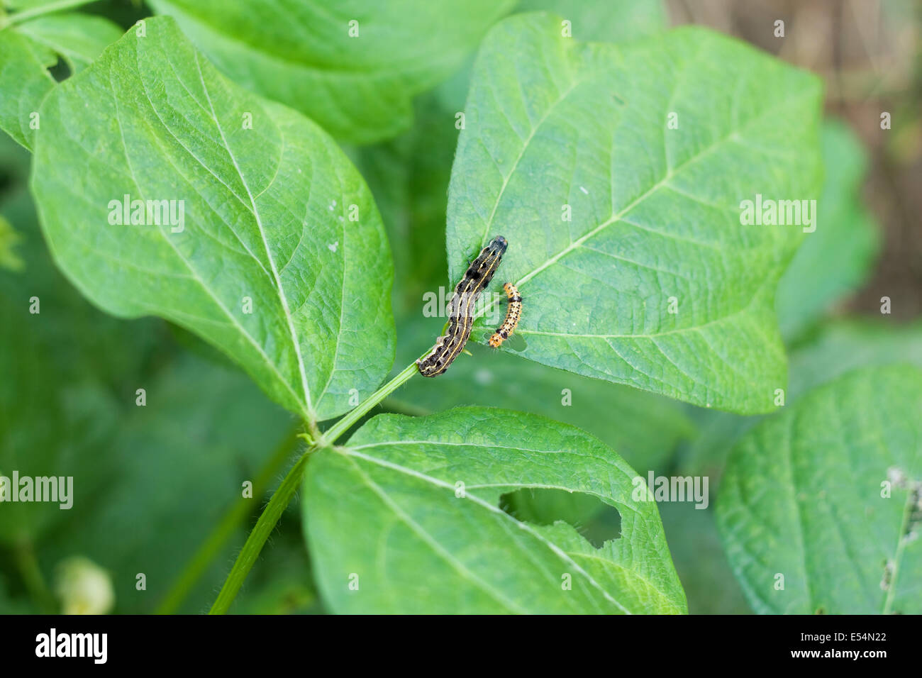 Parasite Piebald dans les feuilles de soja Banque D'Images