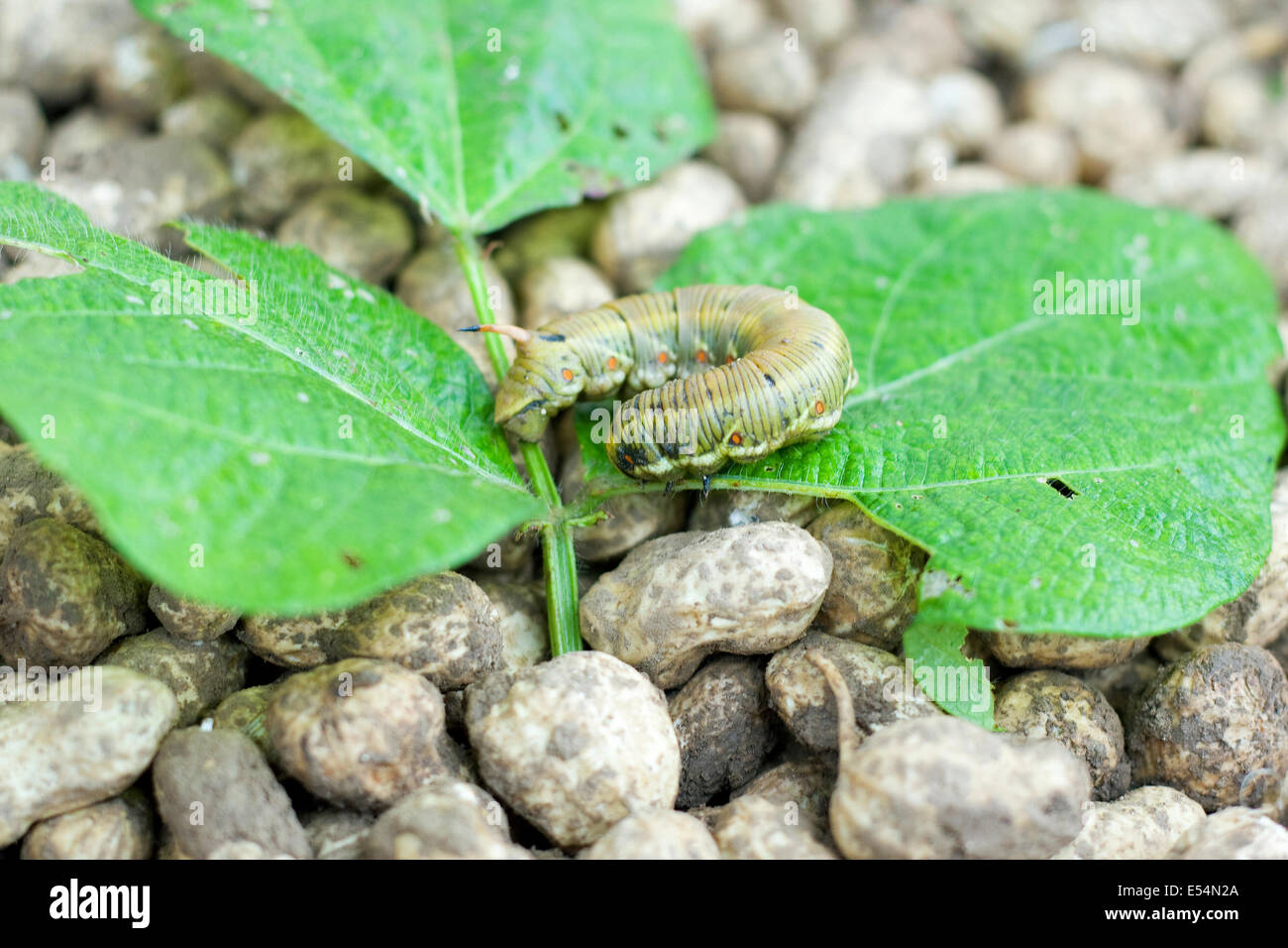 Parasite Piebald dans les feuilles de soja Banque D'Images