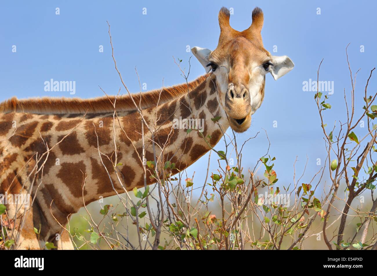 Girafe (Giraffa camelopardalis), se nourrissant des feuilles, Kruger National Park, Afrique du Sud, l'Afrique Banque D'Images