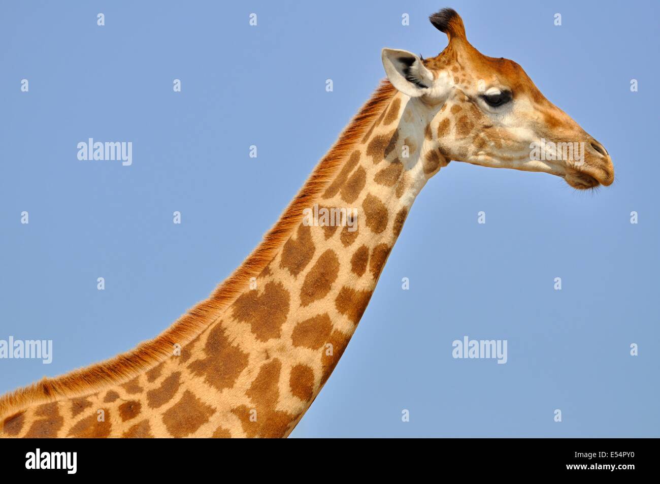 Girafe (Giraffa camelopardalis), adulte, animal man, Kruger National Park, Afrique du Sud, l'Afrique Banque D'Images