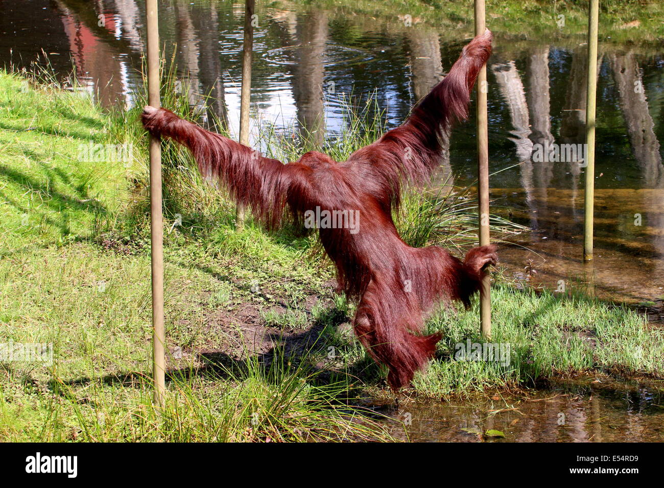 L'orang-outan de Bornéo matures (Pongo pygmaeus) se balançant d'un pôle à l'autre à Apenheul Zoo de primates, les Pays-Bas Banque D'Images